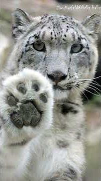 The Adaptations of the Snow Leopard #leopard #facts #wildlife