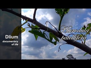 Giant Asian mantis (Hierodula patellifera) - part 1