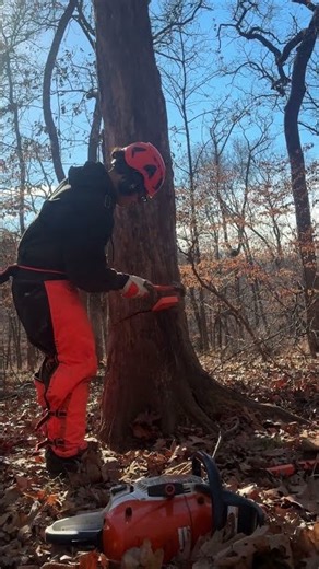 Taking down a dead tree using wedges — see how it falls! #forestry #treecutting #shorts #tree #park