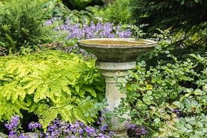 Is Your Bird Bath in a Bad Place?