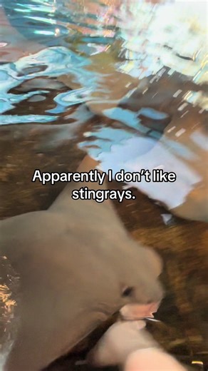 Not demure. Not mindful. Stingrays are not for me. #stingrays #seaworld