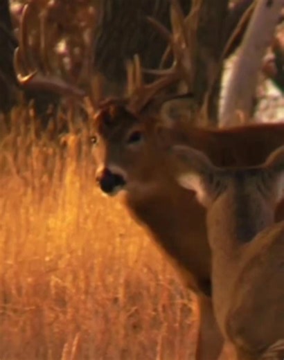 Hunting Lifestyle! #huntingleases #HuntingLease | Outdoor Access, Inc.