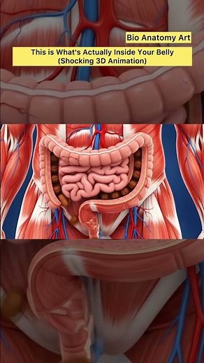 This is What's Actually Inside Your Belly (Shocking 3D Animation)| Bio Anatomy Art | Gut Health