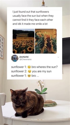 Sunflowers face each other when they cannot find the sun #NatureFacts