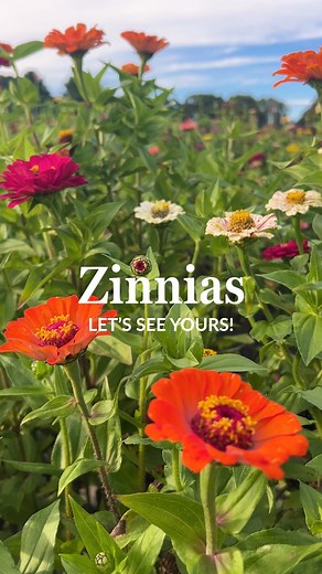 Show off your Zinnias! 🌺🌸🌼 Share some of your favorite photos/videos from this season and tag us @ferrymorseseed on IG and Ferry-Morse Home Gardening on FB Zinnias are a fantastic addition to any garden, bringing vibrant colors and a cheerful atmosphere. They’re incredibly easy to grow, thriving in full sun and adapting well to various soil types. Their long-lasting blooms attract butterflies and beneficial pollinators, enhancing your garden's ecosystem. Plus, with a wide variety of shapes an