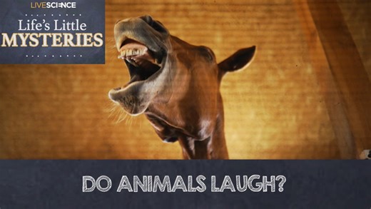 Do animals laugh?