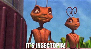 It's Insectopia!