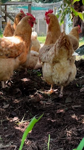 Strike that pose for us, girl😎 The Niederrheiner is truly poultry perfection⭐️ Comment below who the prettiest lady is in your coop🙌👇 #Niederrheiner #vogue #strikeapose#chickensofinstagram #farmingdoneright #farmlife #farm #farming #sustainablefarming #sustainability #chickens #poultry #homestead #backyardchickens #backyardchickenslife #backyardpoulty #chickensofinstagram #chickenlife #rarebreedchickens #heritagechickens #countryliving #backyardpoultrymag | Greenfire Farms