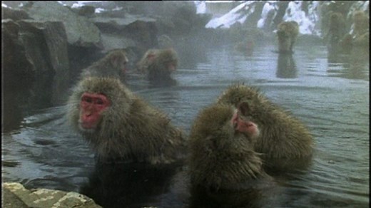 Different types of monkeys and their adaptations