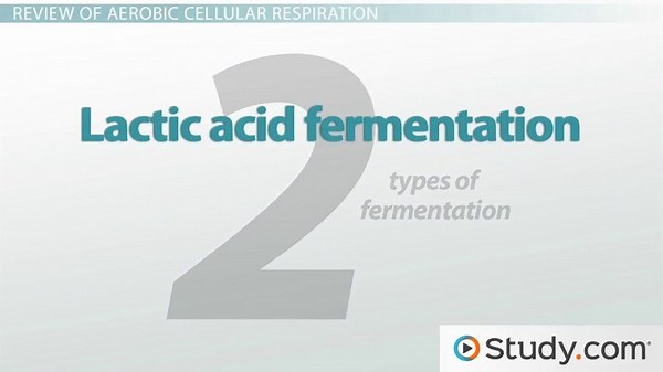 Lactic Acid vs. Alcoholic Fermentation | Process & Examples