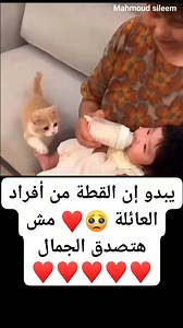 1.6M views · 10K reactions | جميل جمال ملوش مثال 懶#cat #cats #Meow #catoftheday #cutecat #funnycat #catloversclub #catsoffacebook #catslover #kitten #pets #kittens #kitty #cute #pet #animals #cutecats #catlife | القط شيتوس | Facebook