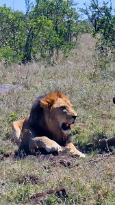 259K views · 5.1K reactions | Magnificent lion pair Seen in Ol Pejeta Conservancy, Kenya The reservations team at Zebra Plains Collection can help you plan your safari tour across kenya when also staying at one of the Zebra Plains camps in the Maasai Mara. You can get in touch at: reservations@zebraplainsmara.com Or WhatsApp on +254790789122 Download our brochures to learn more about the camps: www.zebraplainscollection.com/brochures | Rob The Ranger Wildlife Videos | Facebook