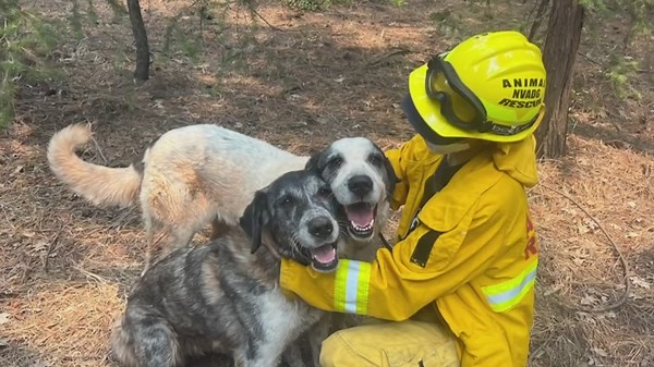 Training sessions in Chico teach people how to handle animals during emergencies