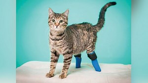 Meet 5 Incredible 'Bionic' Pets With Prosthetic Limbs