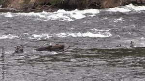 Harlequin Ducks in a Fast Moving Wyoming River