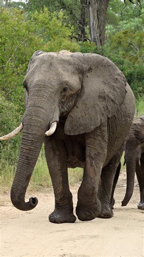 When you’re watching an elephant walk You’re witnessing a life shaped by time, memory, survival, the herd & of course the Matriarch, the Queen. Every step carries generations of wisdom If we lose them we lose a piece of Earth’s soul. 🌍Kruger National Park | South Africa #elephant #wildlife #conservation #nature #krugernationalpark | Kruger Gone Wild Safaris