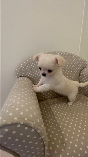Une belle construction pour ce splendide chiot chihuahua !