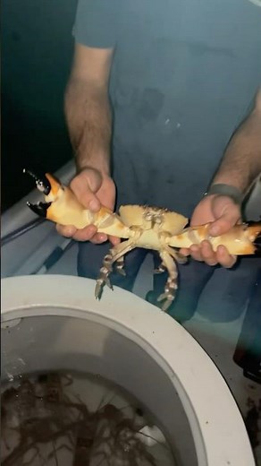 How to crack a stone crab #fishing #florida #spearfishing #stonecrab #crabs #ocean #atlantic