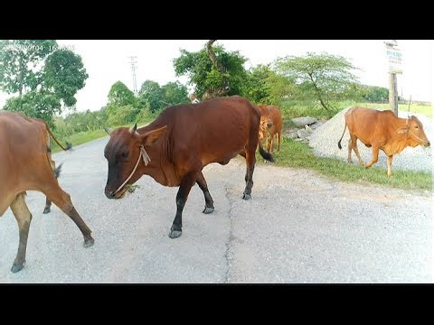 “My Cow Gave Birth Today – You Won’t Believe What Happened!#2