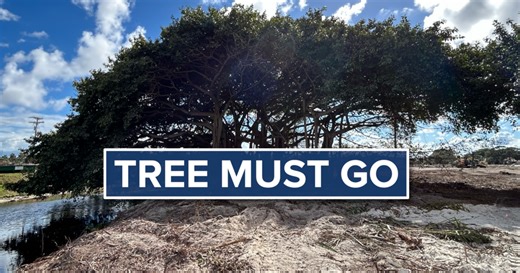 Lake Worth Drainage District votes to remove massive 75-year-old banyan tree at Delray Beach Golf Club