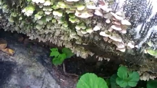 yabujin + hi-c type beat