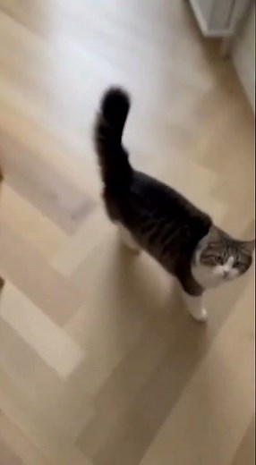 Cat vs Toaster Who Wins? #funny