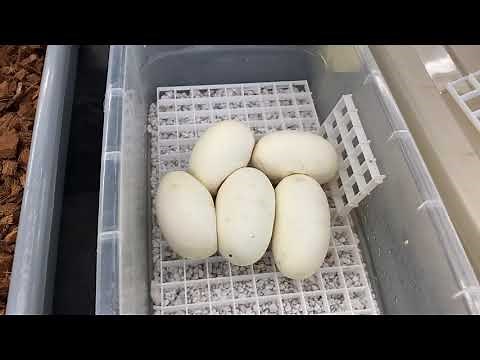 How to incubate Ball Python eggs.