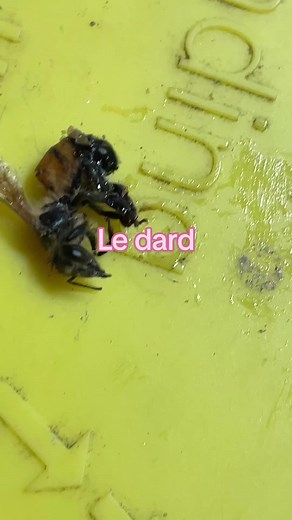 Honey Bee Farming: Harvesting Fresh Honey for Entrepreneurs