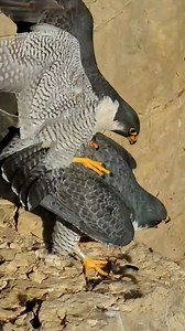 15M views · 10K reactions | Talk about a fast romance. While this may look unexpected, this is all going according to plan. A female peregrine encourages mating by perching in a convenient place, bowing low and calling to attract the male’s attention while he lands carefully on her back. | explore.org | Facebook