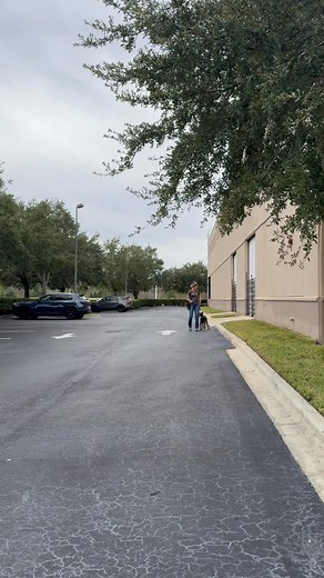 19 reactions | Check out Hercules’ training session working on leash...