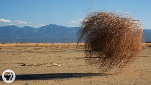 Why Do Tumbleweeds Tumble? | KQED