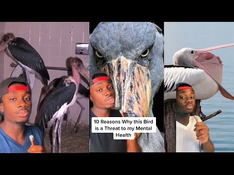 15 Minutes of Purely Educational Bird Slander (ft. Kevin and DaBaby)