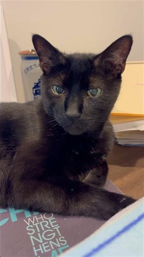 Snooky Looking So Serious 😹 #catshorts #shorts #cutecat #catvideos #catlife #blackcat #petlover