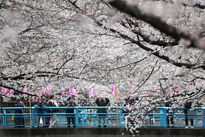 Cherry blossom season has started in Japan – and the photos are breathtaking