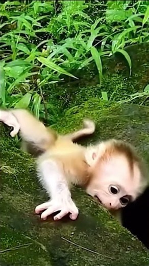 Mother monkeys train their young to become strong while they are still small | Monkey Documentary
