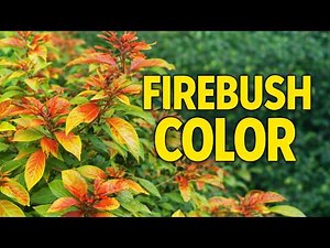 Lime Sizzler Firebush | Colorful Tropical Shrub for Landscaping (Hamelia patens)