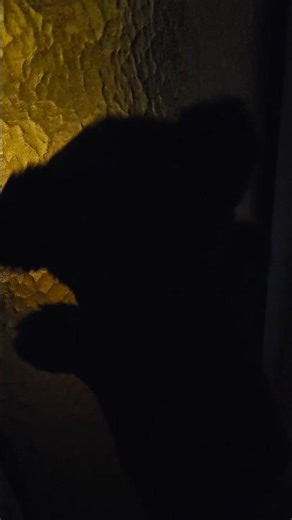 red panda puppet song 🤩.