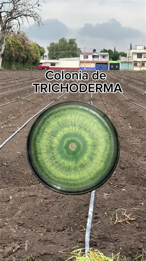Tricoderma: El Microorganismo Noble en la Agricultura