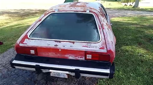 Pinto after the pressure wash