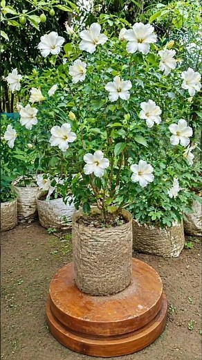 White Hibiscus Care in Rainy Season 🌺