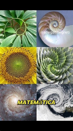 Pildoras de Curiosidad on Instagram: "La secuencia matemática que aparece en toda la naturaleza La secuencia de Fibonacci es una serie de números donde cada término es la suma de los dos anteriores: 1, 1, 2, 3, 5, 8… Lo sorprendente es que no se limita a las matemáticas: aparece repetidamente en la naturaleza. Podemos verla en los pétalos de las flores, en los girasoles, en las piñas, en la disposición de las hojas e incluso en patrones a gran escala. Esta secuencia permite un crecimiento eficie