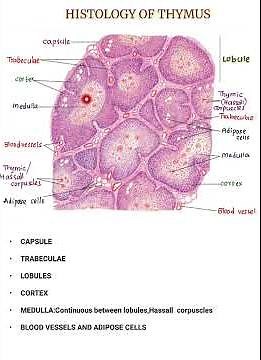 Histology of THYMUS