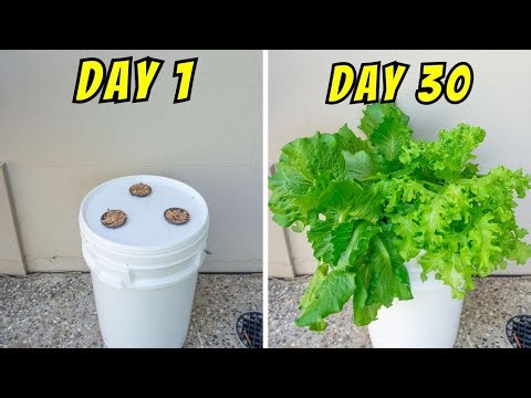 How to Grow a TON of Lettuce EASILY (Kratky Passive Hydroponics)
