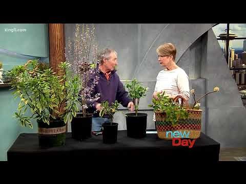 Caring for the super fragrant Daphne odora plant - New Day Northwest