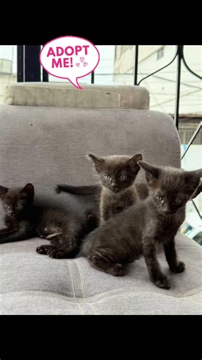 3 comments | Caso externo!!! Hermosos bebés gatunos 3 machos y una hembra en adopción responsable comen pepitas y usan areneros súper amorosos para más información comunicate al ‪+593 96 945 6203‬ ✨ | Adopción Animal Guayaquil - AG | Facebook