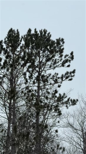 All day. All night. More lake effect snow has dropped down on Spirit Mountain and the forecast is calling another round later this week. Come ride with us 🤘 | Spirit Mountain