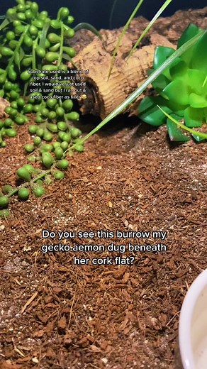 Leopard Gecko Digging: A Natural Behavior Explained