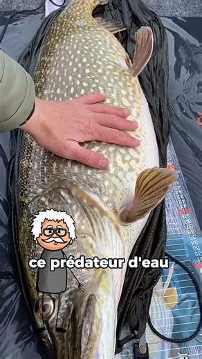 22K views · 186 reactions | Et si je te disais qu’il existe un poisson géant capable d’avaler presque tout ce qui bouge dans son territoire ? Voici le Giant Pike,#histoire #storytelling #animauxsauvages #intelligence #documentaire #travaux #danger #nature #fblifestyle #animals #france #incroyable | Sciencesetculture | Facebook