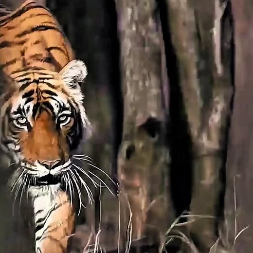 Tiger Hunts Black Bear in a Brutal Showdown #shorts #wildlifeviral #wildscenes
