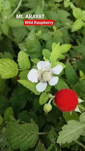 Mt. Arayat Wild Raspberry #flowers